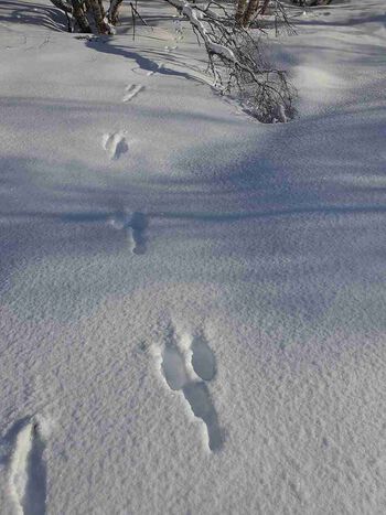snø ,natur ,naturlige omgivelser ,skråningen ,fryser.