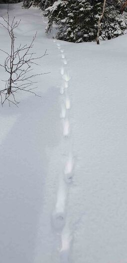 snø ,skråningen ,kvist ,atmosfærisk fenomen ,anlegg.