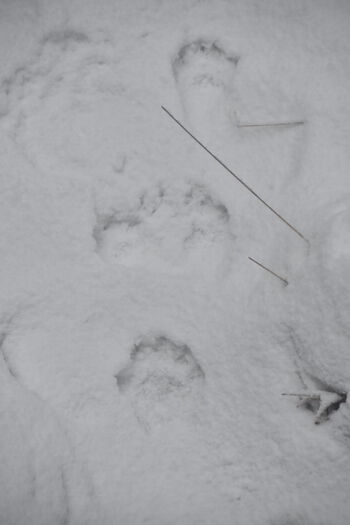 snø ,fryser ,geologisk fenomen ,monokrom ,vinter.