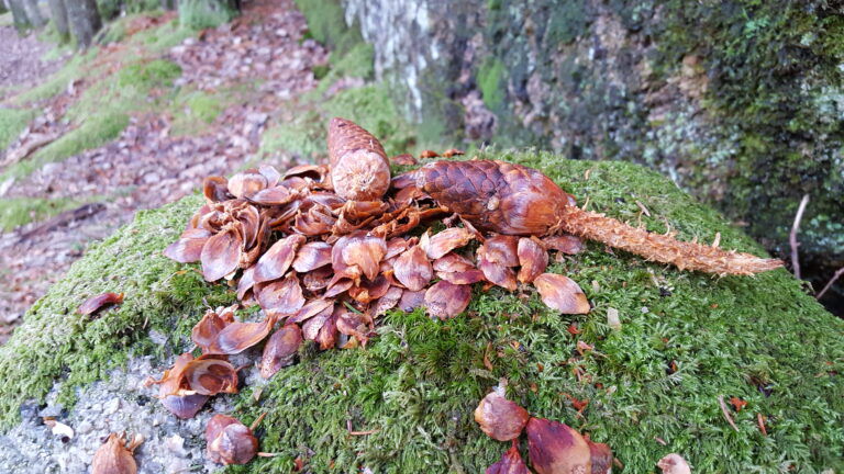 ekorngnagde kongleskjell