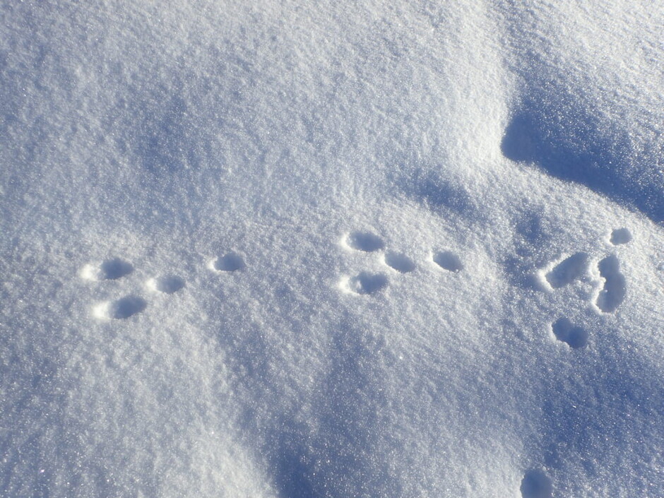 Dyrespor i snø