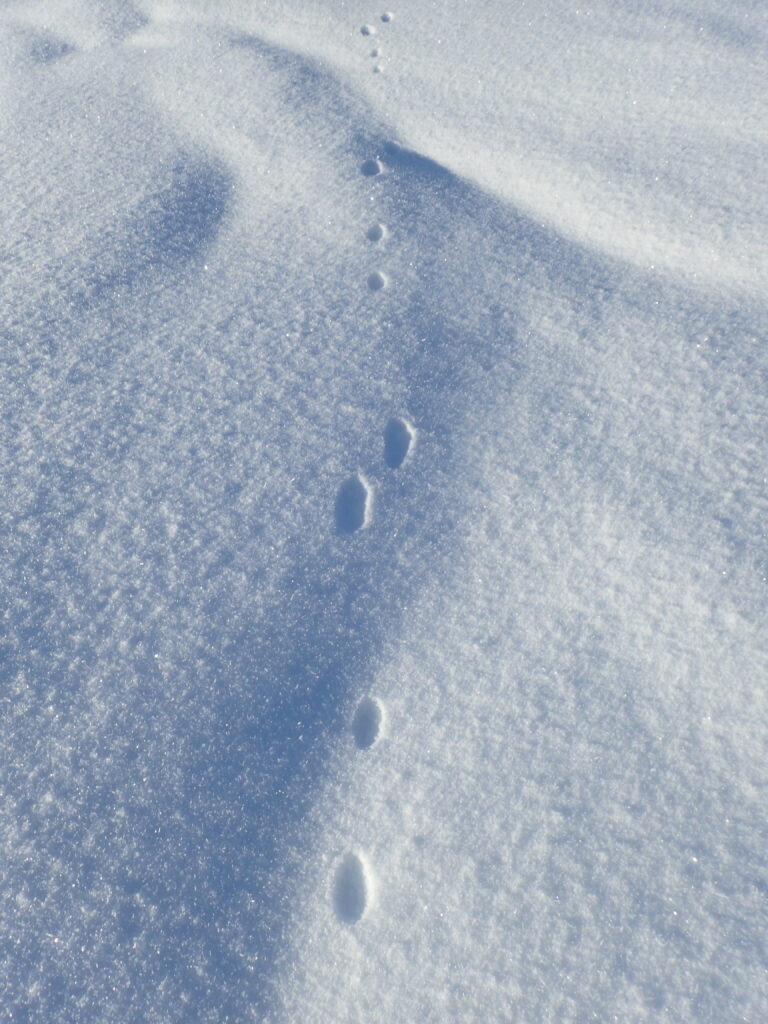 Hare som har hatt dårlig tid