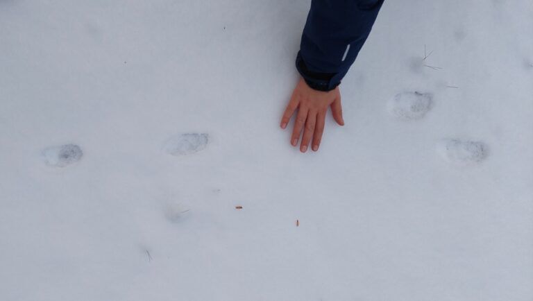 Harespor utdratt i snø