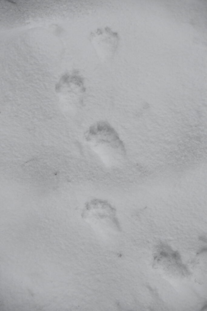 jervespor i snø