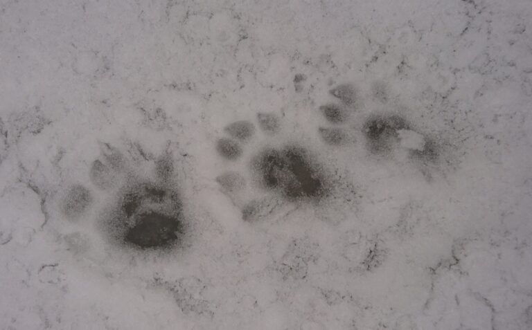 oterspor i snø