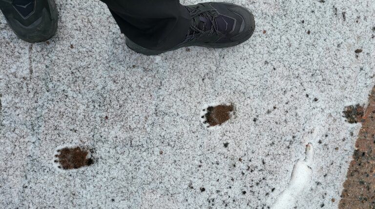 grevlingspor i snø