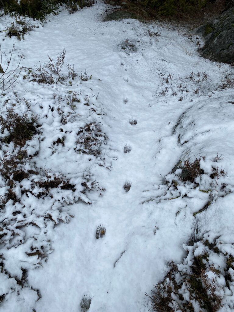 grevlingspor i snø