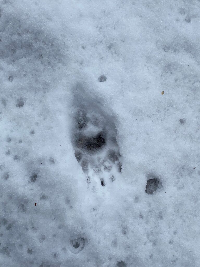 grevlingspor i snø