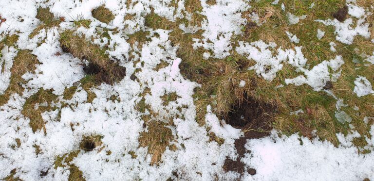 grevlingspor i snø