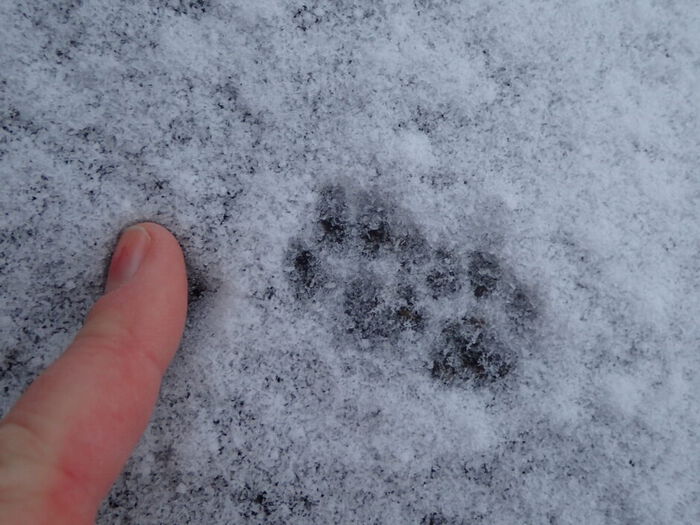 Bildet kan inneholde: snø, grå, fryser, veidekke, menneskelig ben.