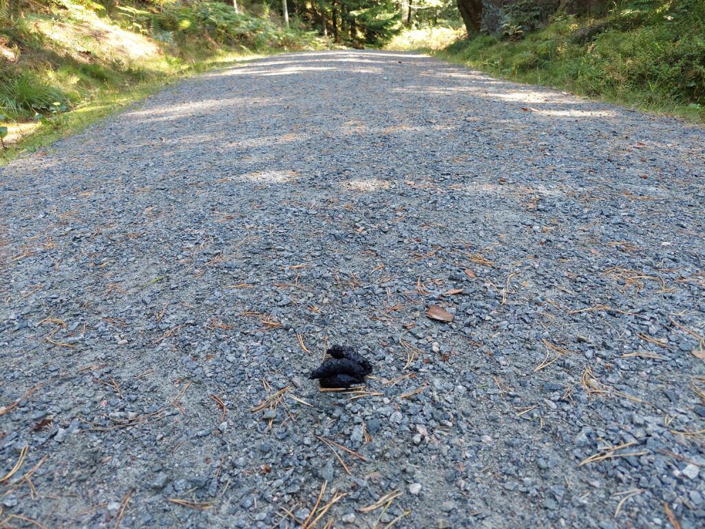 revelort på vei