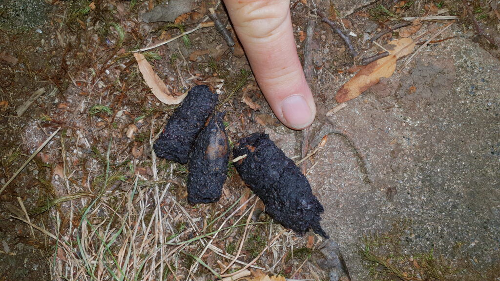 svartblå revelort