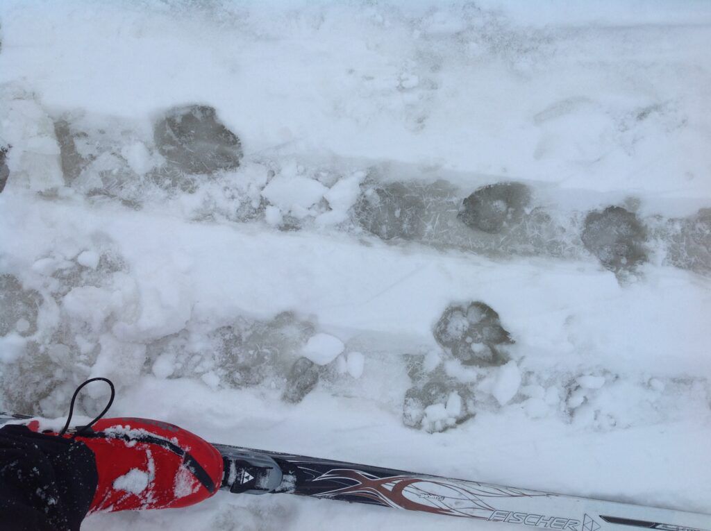 ulvespor ved siden av ski