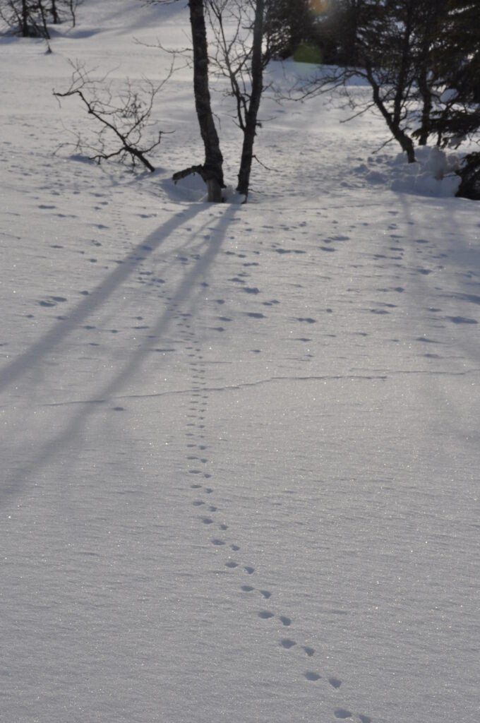spor i snø etter lemen