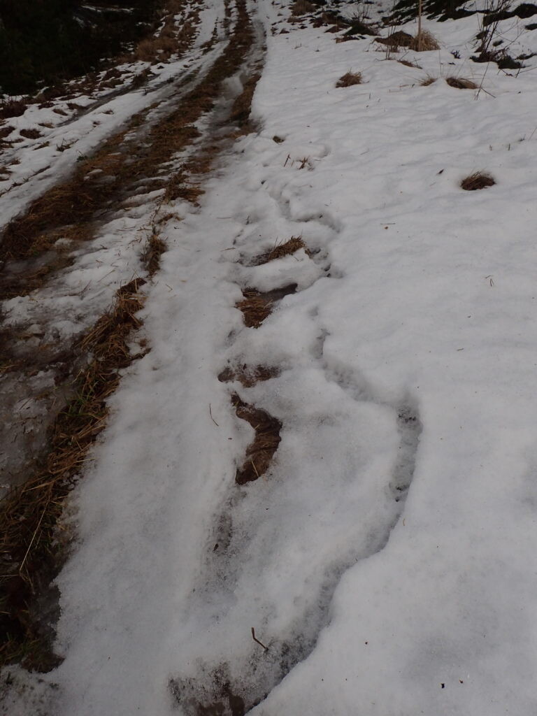 renne i smeltet snø etter spissmus