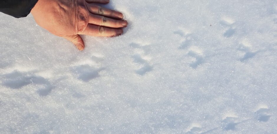 spor etter smågnager i korte spran (i snø)