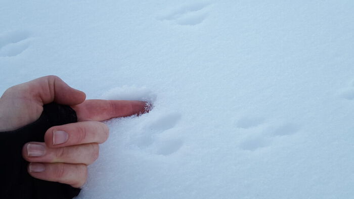 Bildet kan inneholde: snø, gest, fryser, tommel, spiker.
