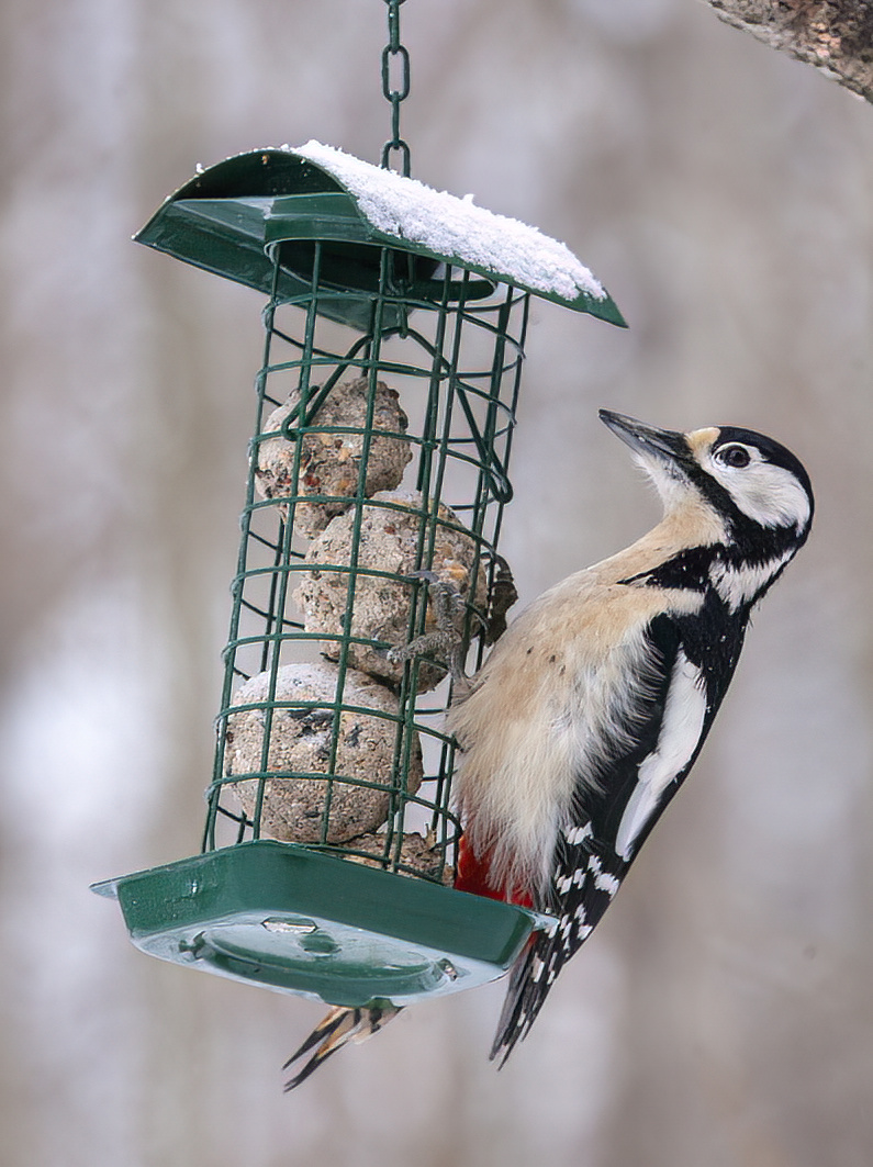 flaggspett på meiseboller