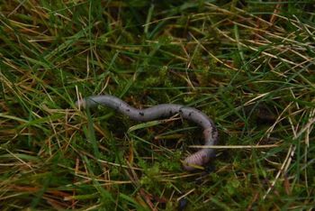 reptil ,skalert reptil ,slange ,terrestrisk dyr ,bunndekke.