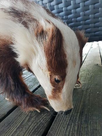tre ,lever ,værhår ,fawn ,øre.