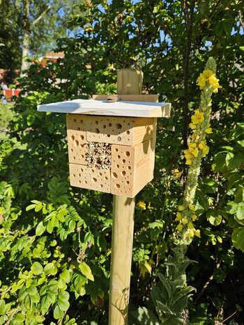 Bildet kan inneholde: anlegg, tre, tre, bunndekke, naturlig landskap.