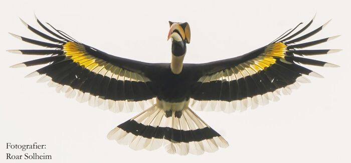 storhornfugl