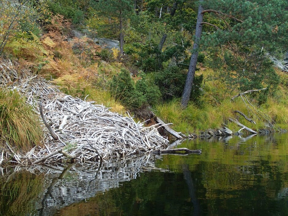 beverhytte