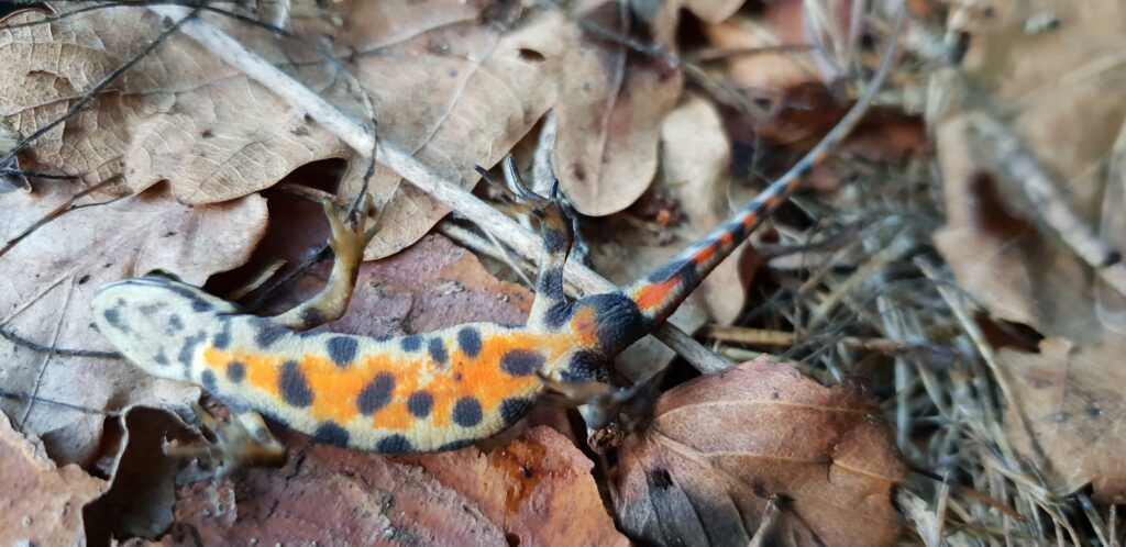 frossen salamander