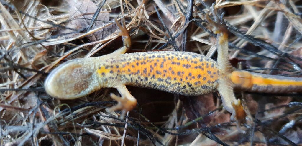 småsalamander, frossen