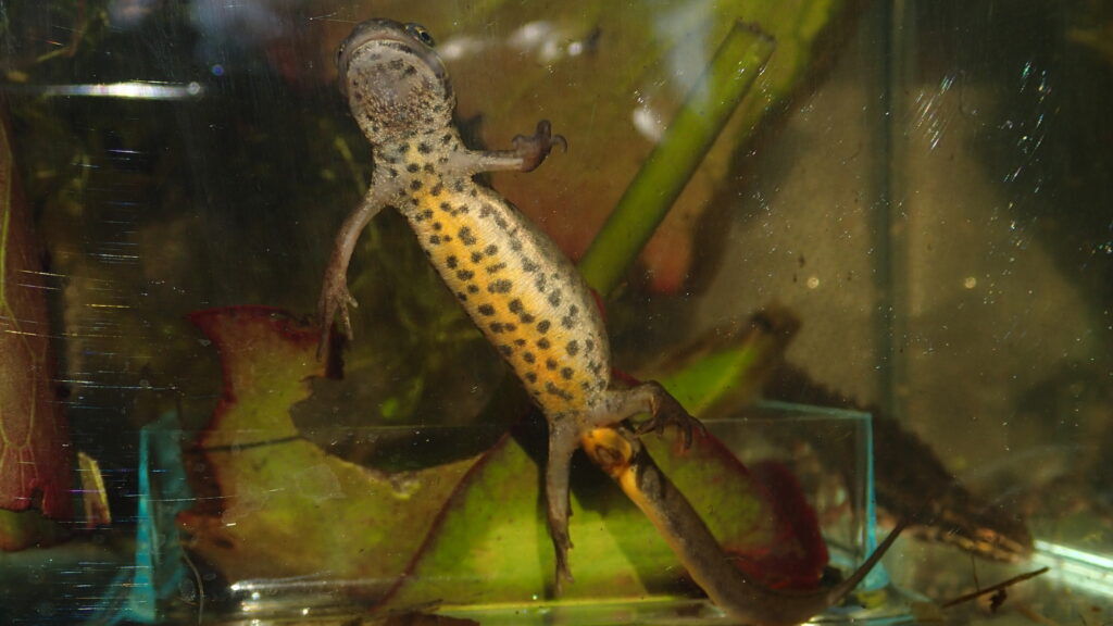salamander i akvarium