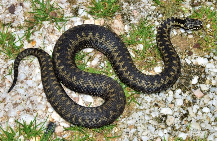 Bildet kan inneholde: slange, reptil, skalert reptil, terrestrisk dyr, hoggorm.