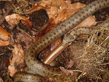 brun ,reptil ,slange ,skalert reptil ,organisme.
