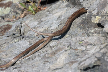 reptil ,øgle ,skalert reptil ,terrestrisk dyr ,veggøgle.
