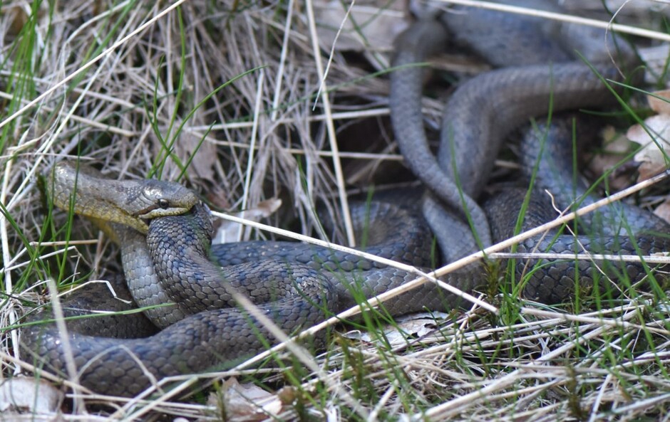 Bildet kan inneholde: reptil, skalert reptil, gress, terrestrisk dyr, anlegg.