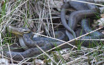 reptil ,skalert reptil ,gress ,terrestrisk dyr ,anlegg.