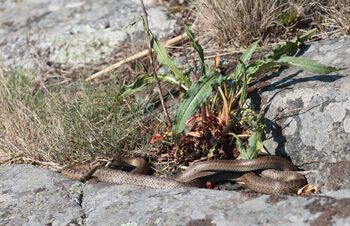 anlegg ,gress ,skalert reptil ,reptil ,terrestrisk plante.