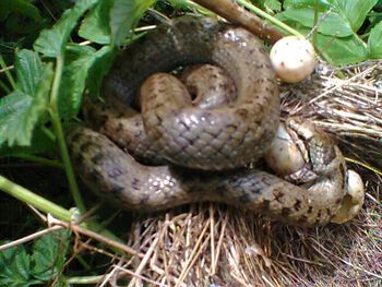 terrestrisk plante ,skalert reptil ,fawn ,terrestrisk dyr ,gress.