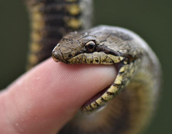 slettsnok biter en finger