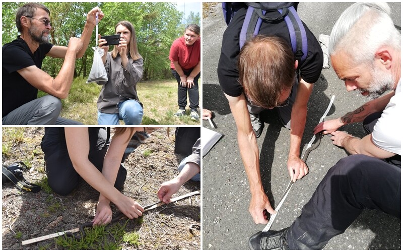 kolasje av bilder. Måling og veiing av slettsnok 