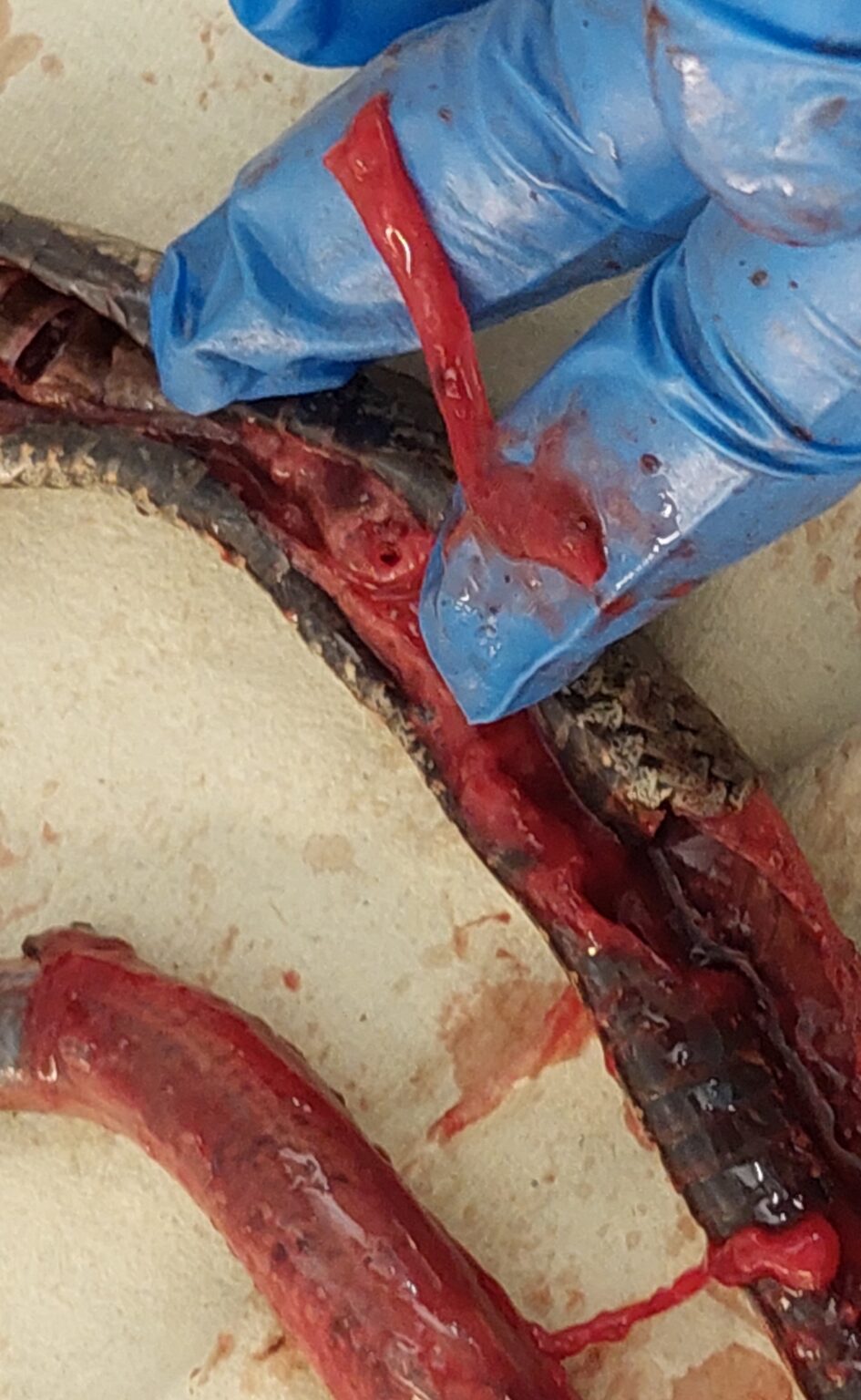 bit av spiserør til slettsnok, avkappet