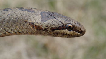 hode ,øye ,slange ,reptil ,skalert reptil.