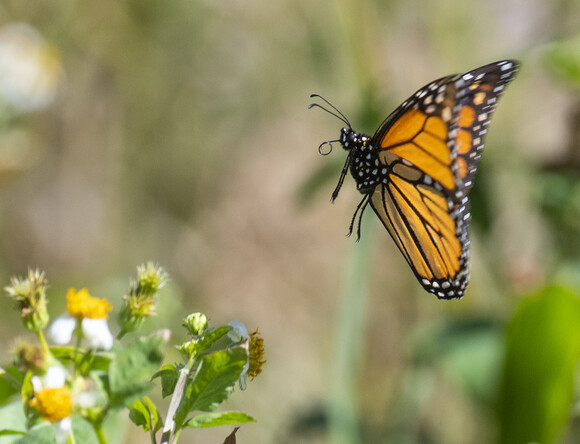 Bildet kan inneholde: blomst, anlegg, sommerfugl, pollinator, insekt.