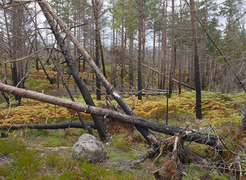 anlegg ,tre ,naturlig landskap ,tre ,stamme.