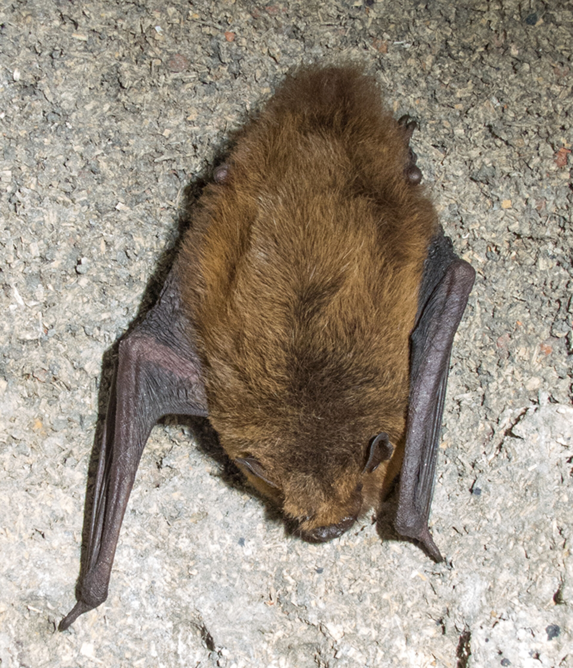 flaggermus