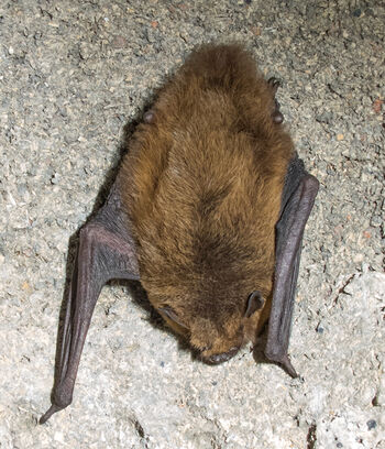 en ,terrestrisk dyr ,stor brun flaggermus ,vanlig pipistrelle ,flaggermus med museører.