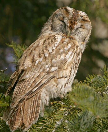 fugl ,natur ,anlegg ,nebb ,ugle.