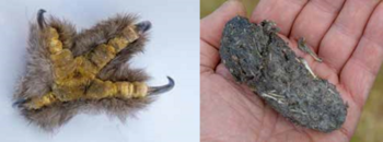 organisme ,gest ,finger ,naturlig materiale ,øyevipper.
