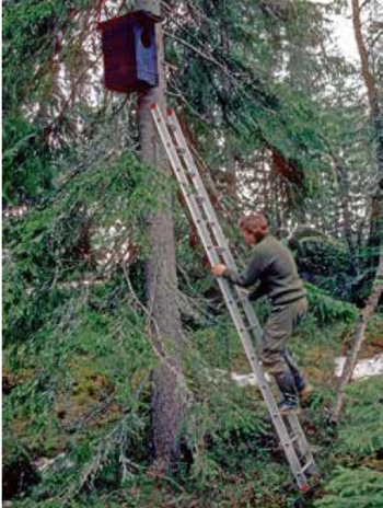 anlegg ,tre ,stamme ,tre ,skog.