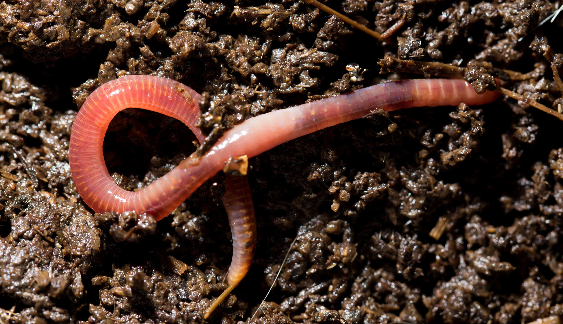 earthworm