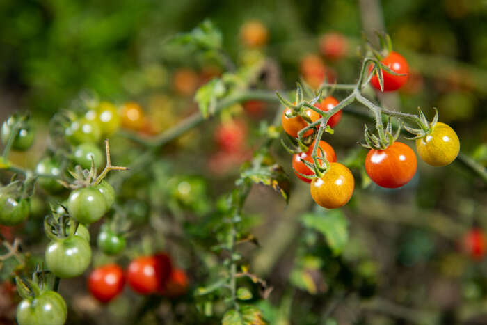 tomatoes